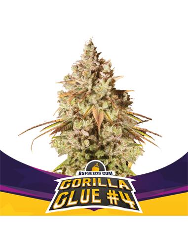 Gorilla Glue #4 - X12