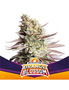 Orange Blossom - X2