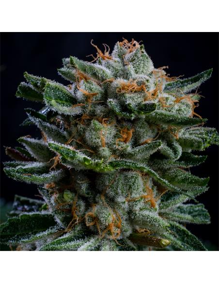 Gorilla Piña Auto X7