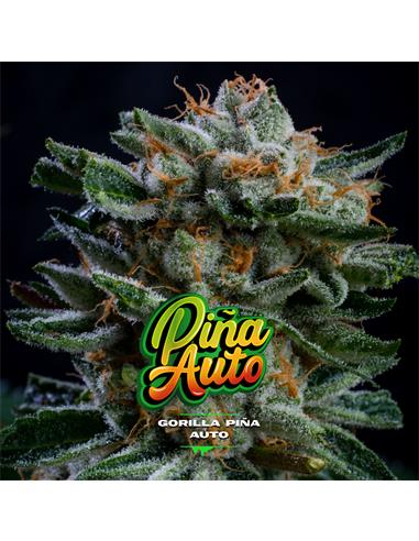Gorilla Piña Auto X12