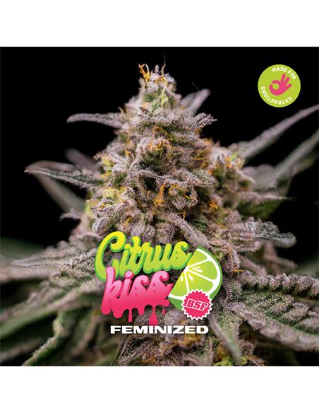 Citrus Kiss - X7