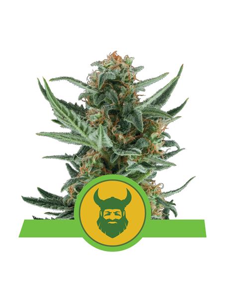 Royal Dwarf  Auto X3 - Royal Queen Seeds