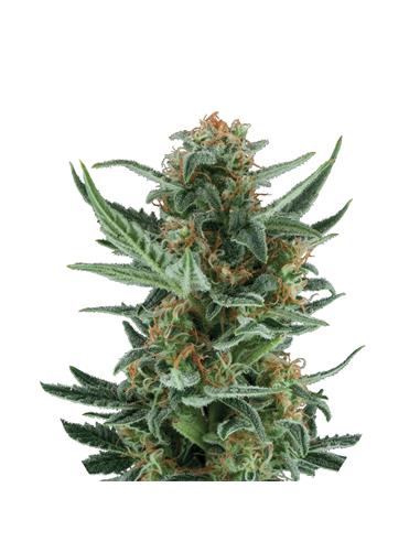 Royal Dwarf  Auto X3 - Royal Queen Seeds