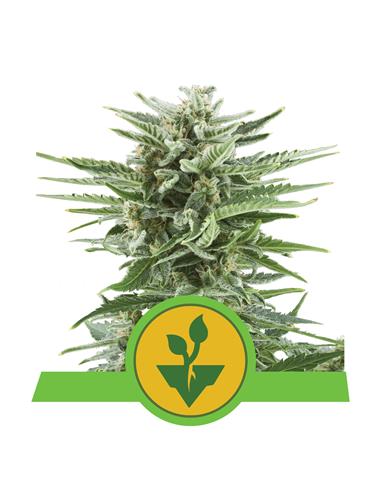 Easy Bud Auto X3 - Royal Queen Seeds