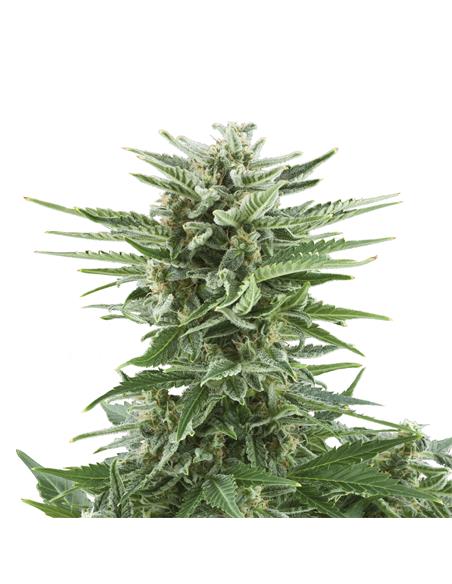 Easy Bud Auto X3 - Royal Queen Seeds