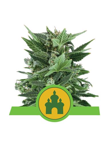 Royal Kush Auto X3 - Royal Queen Seeds