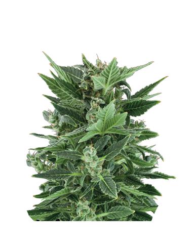 Royal Kush Auto X3 - Royal Queen Seeds