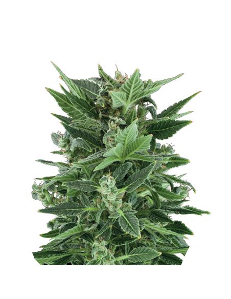 Royal Kush Auto X3 - Royal Queen Seeds