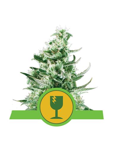 Royal Critical Auto X3 - Royal Queen Seeds