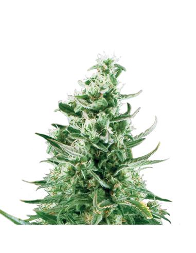 Royal Critical Auto X3 - Royal Queen Seeds