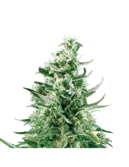 Royal Critical Auto X3 - Royal Queen Seeds