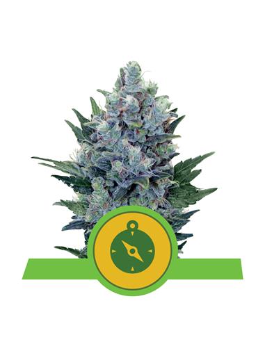 Northern Light Auto X3 - Royal Queen Seeds