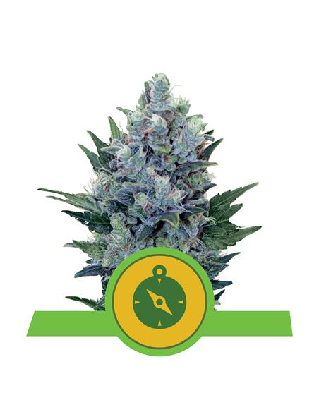 Northern Light Auto X3 - Royal Queen Seeds