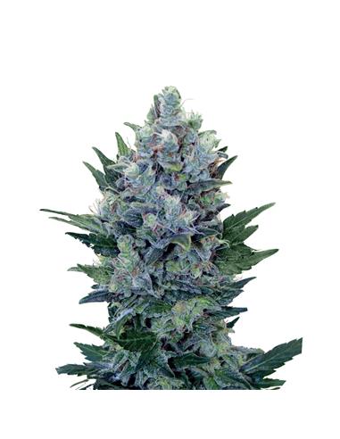 Northern Light Auto X3 - Royal Queen Seeds