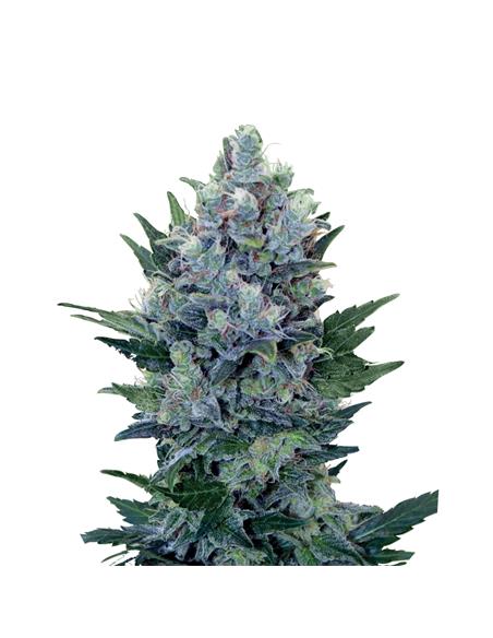 Northern Light Auto X3 - Royal Queen Seeds