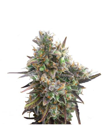 Royal Bluematic Auto X3 - Royal Queen Seeds