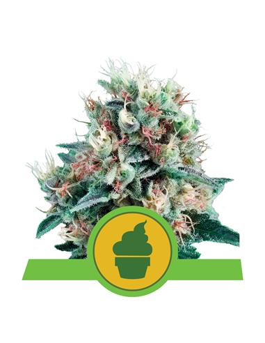 Royal Creamatic Auto X3 - Royal Queen Seeds