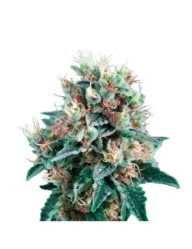 Royal Creamatic Auto X3 - Royal Queen Seeds