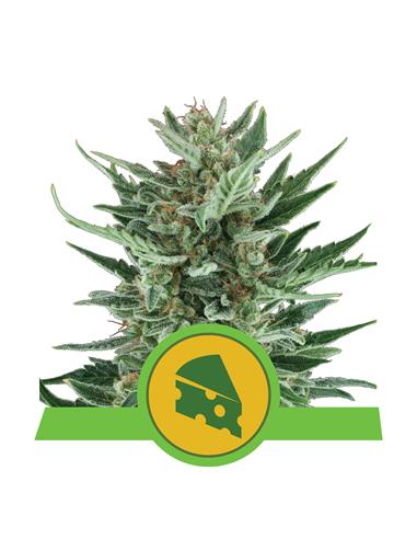 Royal Cheese Auto X3 - Royal Queen Seeds