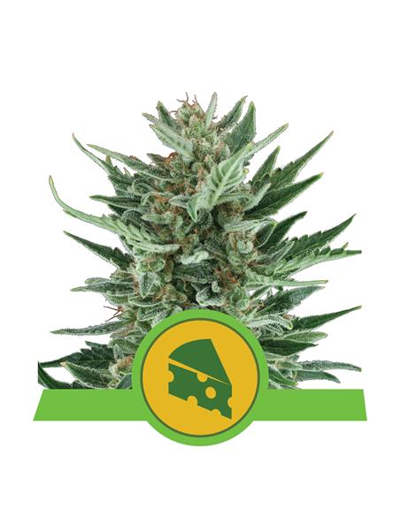 Royal Cheese Auto X3 - Royal Queen Seeds