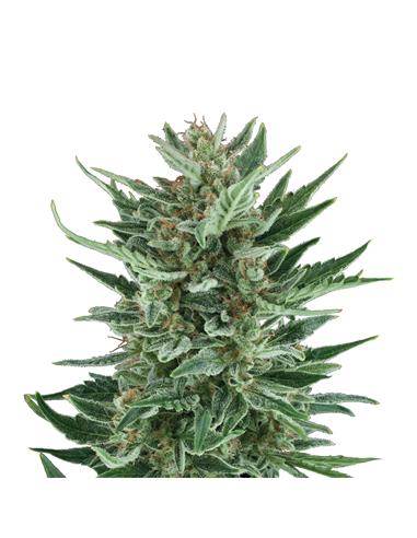 Royal Cheese Auto X3 - Royal Queen Seeds