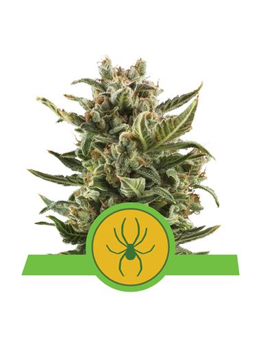 White Widow Auto X3 - Royal Queen Seeds