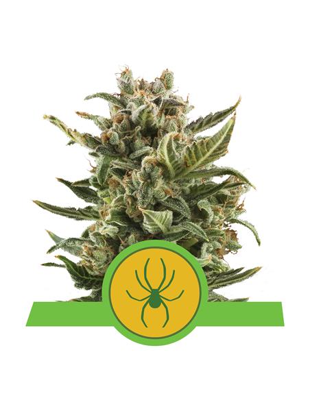 White Widow Auto X3 - Royal Queen Seeds