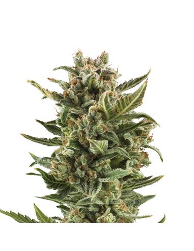 White Widow Auto X3 - Royal Queen Seeds