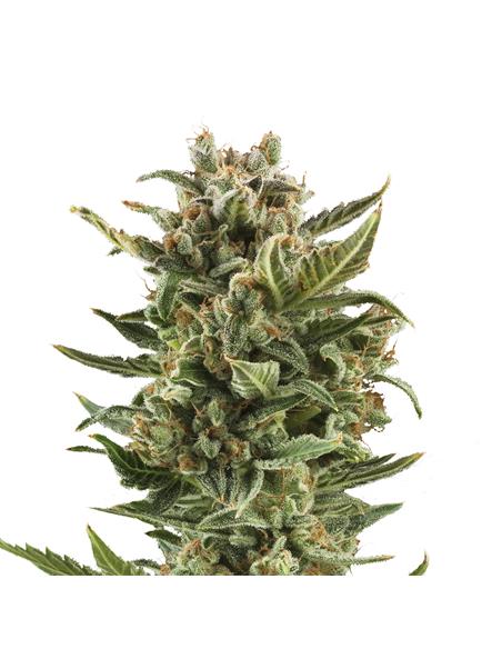 White Widow Auto X3 - Royal Queen Seeds