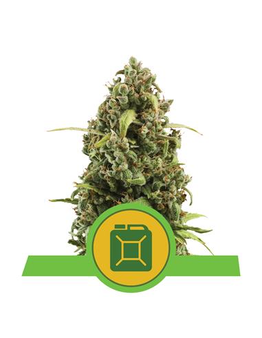 Diesel Auto X3 - Royal Queen Seeds