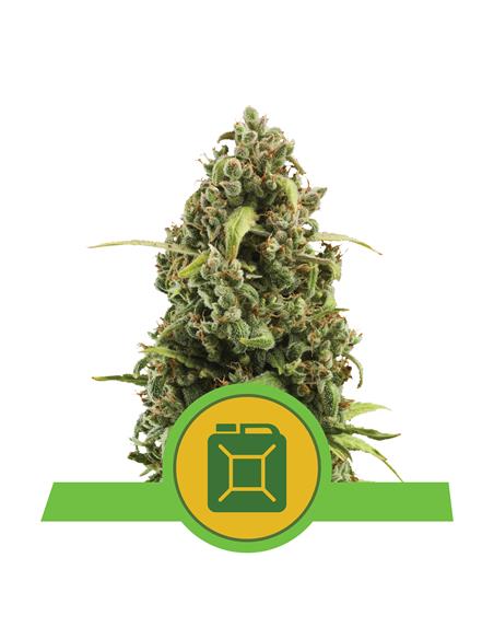 Diesel Auto X3 - Royal Queen Seeds