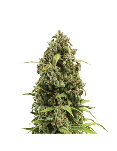 Diesel Auto X3 - Royal Queen Seeds