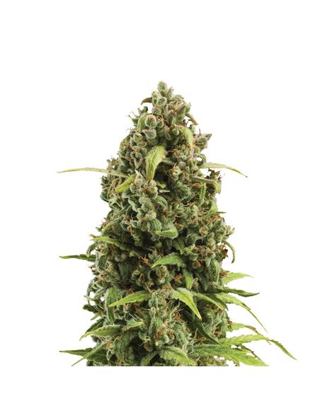Diesel Auto X3 - Royal Queen Seeds