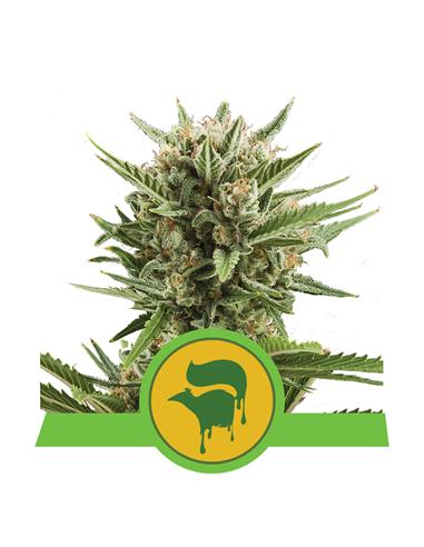 Sweet Skunk Auto X3 - Royal Queen Seeds