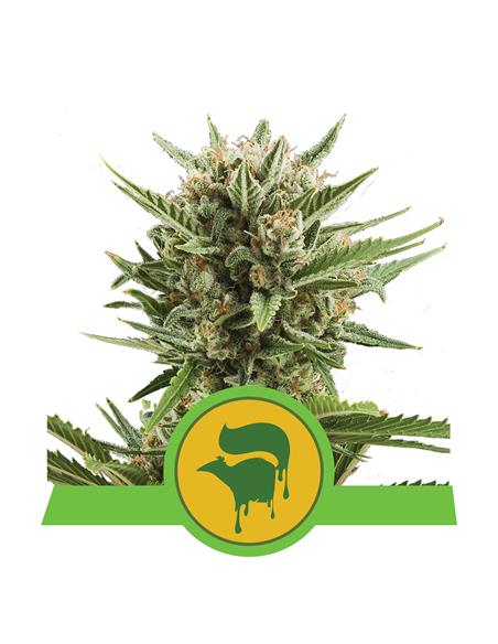 Sweet Skunk Auto X3 - Royal Queen Seeds