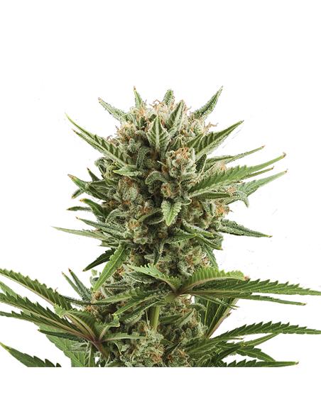 Sweet Skunk Auto X3 - Royal Queen Seeds