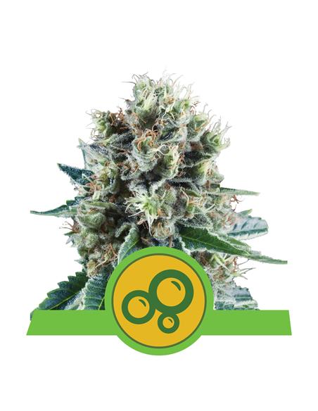 Bubble Kush Auto X3 - Royal Queen Seeds