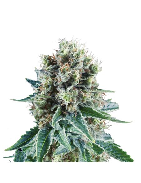 Bubble Kush Auto X3 - Royal Queen Seeds