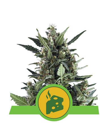 Blue Cheese Auto X3 - Royal Queen Seeds