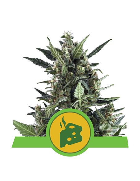 Blue Cheese Auto X3 - Royal Queen Seeds