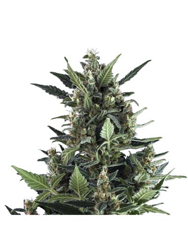 Blue Cheese Auto X3 - Royal Queen Seeds