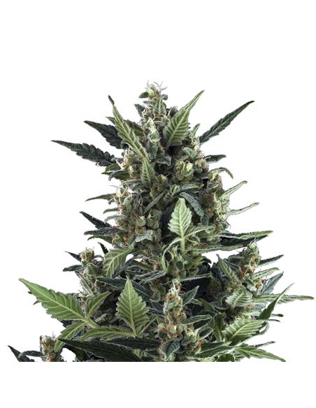 Blue Cheese Auto X3 - Royal Queen Seeds