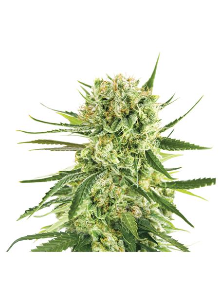 Royal Cookies Auto X3 - Royal Queen Seeds