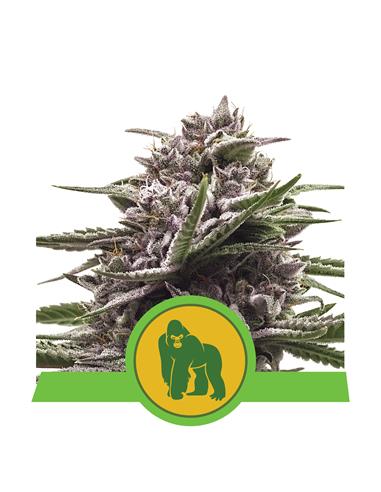Royal Gorilla Auto X3 - Royal Queen Seeds