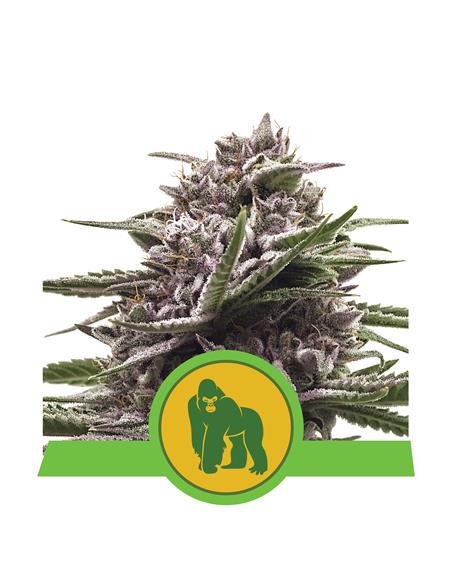 Royal Gorilla Auto X3 - Royal Queen Seeds