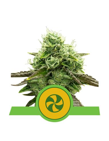 Sweet ZZ Auto X3 - Royal Queen Seeds