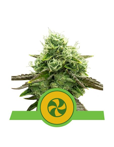 Sweet ZZ Auto X3 - Royal Queen Seeds