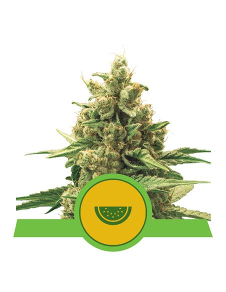 Watermelon Auto X3 - Royal Queen Seeds