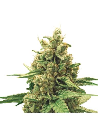 Watermelon Auto X3 - Royal Queen Seeds