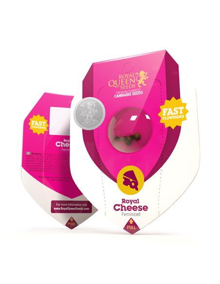 Royal Cheese Fast X3 - Royal Queen Seeds